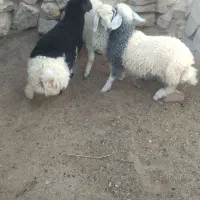 بره شیر سبک