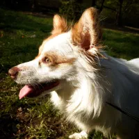 سگ اشپیتز روباهی|سگ|سرخنکلاته, |دیوار