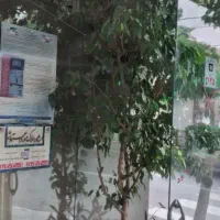 گل بنجامین