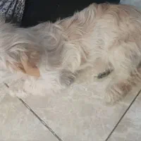 سگ شیتزو اصل|سگ|اراک, |دیوار