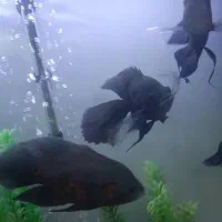 اسکار سلطنتی  سوپر باله