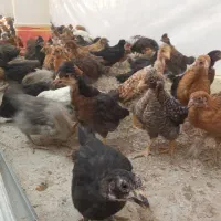 جوجه مرغ جهادی بوقلمون بیوتی گوشتی (خواجه)|حیوانات مزرعه|زابل, |دیوار