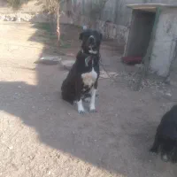 سگ ماده افغان و دوبرمن اصل|سگ|هشتگرد, فاز ۳ مهستان|دیوار