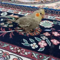 یک عدد جوجه عروس هلندی دوماهه|پرنده|رباط‌کریم, |دیوار