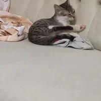 واگذاری سرپرستی گربه|گربه|قم, باجک یک|دیوار