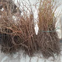 انواع نهال انگور پر ریشه|خدمات باغبانی و درختکاری|فسا, |دیوار