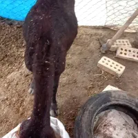 میش قزل افشار