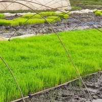 تیم نشا هاشمی و کاظمی اماده نشا
