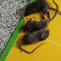 شرکت مبارزه با حشرات و ناقلین سلامت اندیشان طرهان|خدمات نظافت|کوهدشت, |دیوار