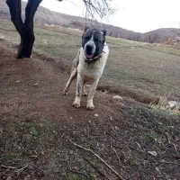 سگ افغان1سال و 6ماه