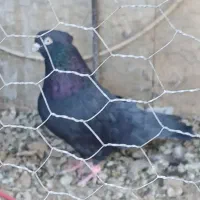 دوعددنر فروشی