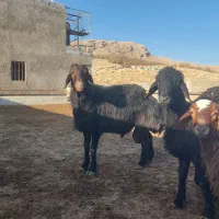 قوچ غزل اصل