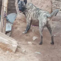 سگ نگهبان و گله