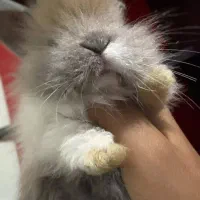 خرگوش لپ شیطون|موش و خرگوش|ساری, |دیوار