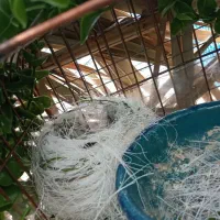 نقاش لیسه گیر