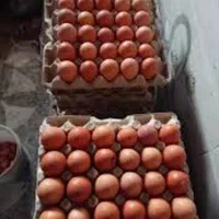 جوجه بومی دم طلا|حیوانات مزرعه|تهران, آسمان|دیوار