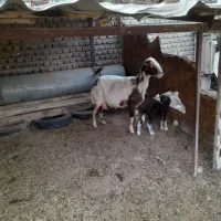 گوسفند بره دار افشاری