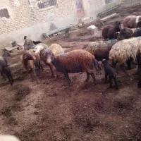۱۰راس میش افشاری بره دار|حیوانات مزرعه|قوچان, |دیوار
