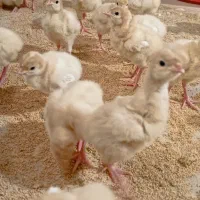 جوجه بوقلمون درجه 1|حیوانات مزرعه|بابل, |دیوار