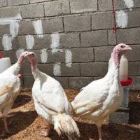 بوقلمون گوشتی