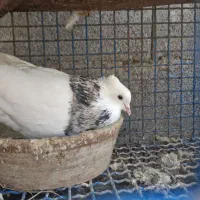 جفت طوقی سرور آس جوان