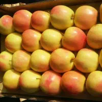 باغ سیب