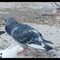 کبوتر پلاکی|پرنده|قم, شهرک سازمان آب|دیوار