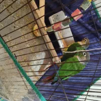 گرینجیک|پرنده|بم, |دیوار