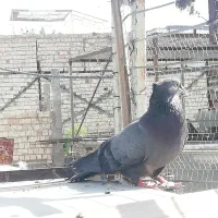 سبز کلاهی ماده بازیکن کلاه میخ
