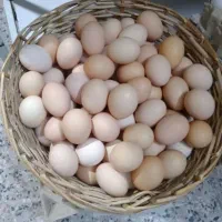 تخم مرغ محلی تازه