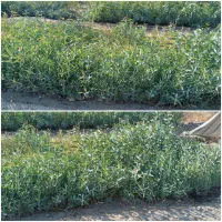 نهال اکالیپتوس