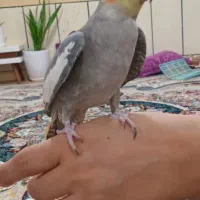 یک جفت عروس هلندی مولد