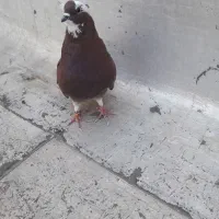 چهارتا گرفتنی