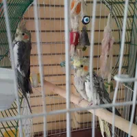 جوجه دوماهه نروماده