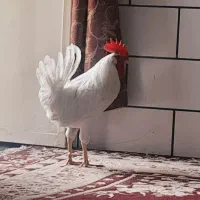 خروس|حیوانات مزرعه|اهواز, شریعتی جنوبی|دیوار