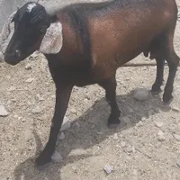 نری