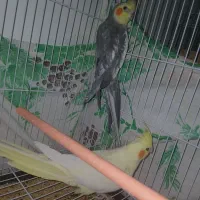 دوجفت عروس هلندی