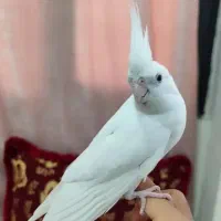 جفت آلبینو دستی مولد با تخم