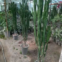 افوربیا|گل و گیاه طبیعی|چهارباغ, |دیوار