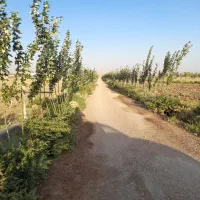 زمین ویلایی با حق آبه بغل گلخانه بیلوردی اقساطی|فروش زمین و ملک کلنگی|تبریز, |دیوار