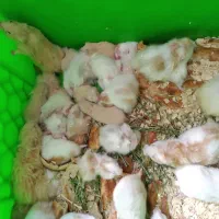 همستر سوری و کمپل|موش و خرگوش|شهریار, رزکان|دیوار