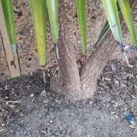 گل یوکا|گل و گیاه طبیعی|رودبار, |دیوار