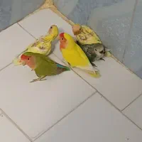 طوطی برزیلی خوشرنگ وزیبا|پرنده|تهران, افسریه شمالی|دیوار