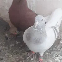 پرنده فروشی|پرنده|تربتحیدریه, حیدرآباد|دیوار