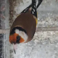 سهره|پرنده|تهران, شهید رجایی|دیوار