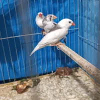 فنچ|پرنده|کرمان, |دیوار