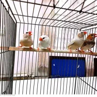 فنچ ماده