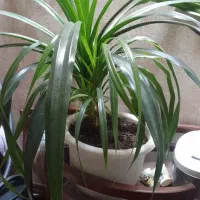 گل آپارتمانی