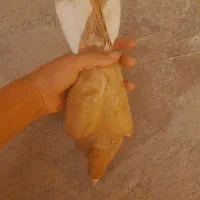 زرد دمسفید ماده