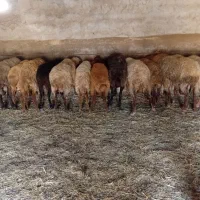 گوسفند داشتی و ابستن